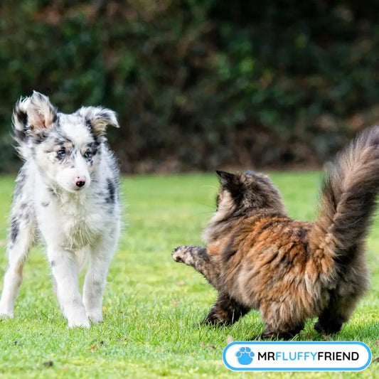 worst dog breeds for cats