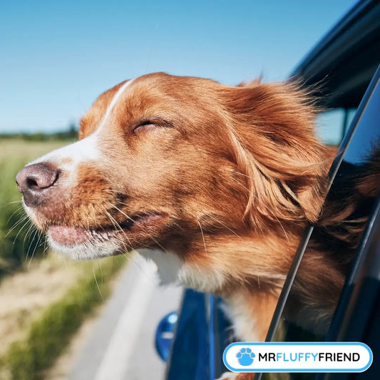 Featured image for blog, "Dog Car Anxiety: 8 Proven Ways to Overcome Fear" showing a happy brown and white dog leaning out a car window, eyes closed, enjoying the wind on a sunny day