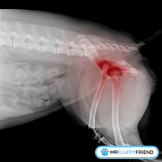 Canine hip X-ray highlighting joint inflammation, relating to how to help a dog with arthritis at home.