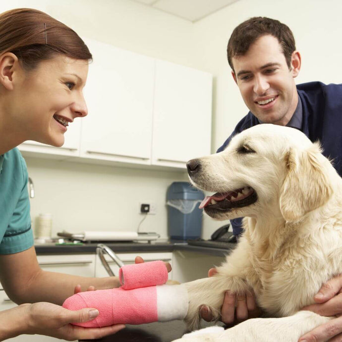 Tips for Pet Surgery Aftercare
