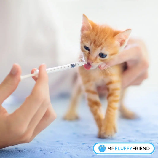 A person gently holding a small ginger kitten while using an oral syringe to give liquid medicine.