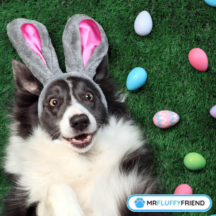 Eggcellent Easter Basket Ideas for Pets