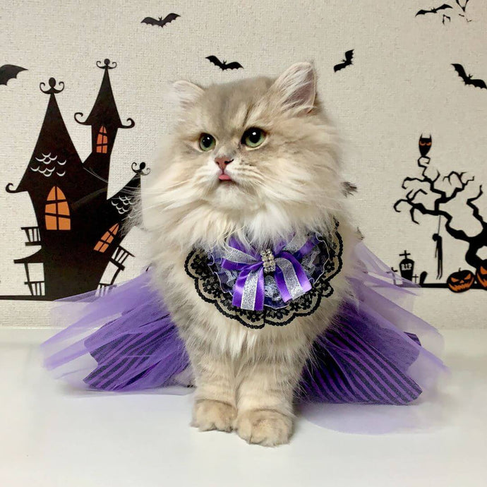 Halloween for Pets: Safety Tips