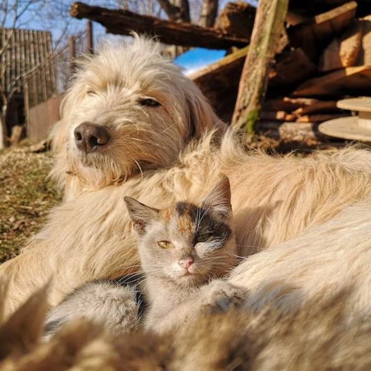 best cat for dogs