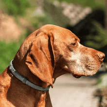 Load image into Gallery viewer, MrFluffyFriend™ - Flea and Tick Prevention Collar
