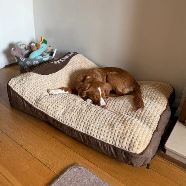 3 Out of 4 Dogs Sleep Wrong