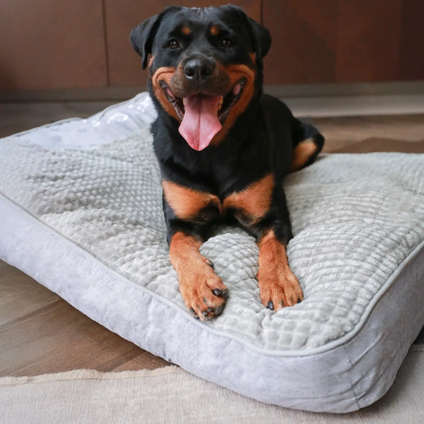 Why Dog Owners Love It: