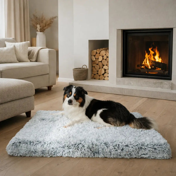 Does your dog get the support he needs?