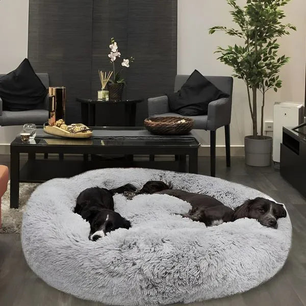 <em><strong>Do you want to give your dog </strong></em><strong>a comfortable life?</strong>