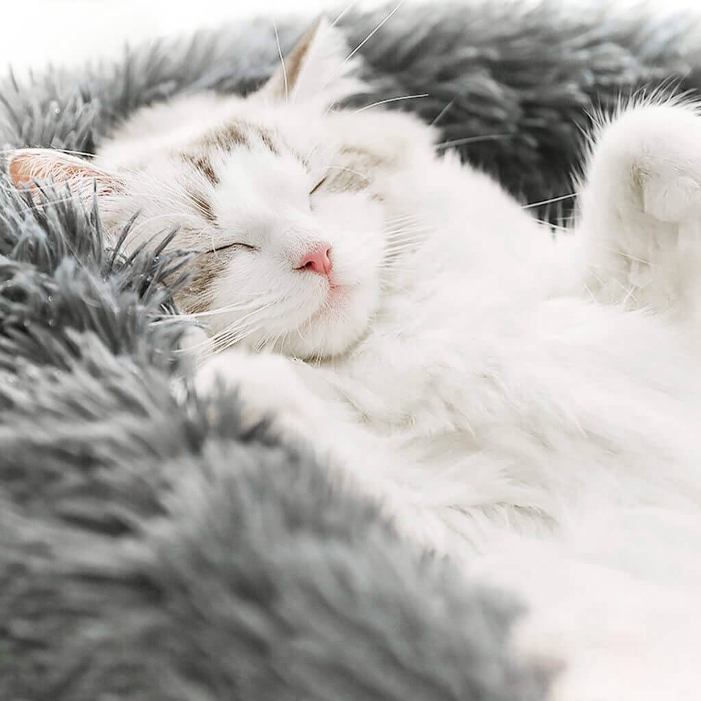 MrFluffyFriend™ - World's #1 Anxiety Relieving Pet Bed
